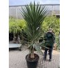 Yucca elephantipes, juka, původ rostliny Španělsko. 250 cm