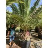 Phoenix canariensis, Datlová palma, 320 cm