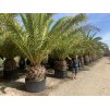 Phoenix canariensis, Datlová palma, 320 cm