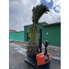 Phoenix canariensis, Datlová palma, 350 cm