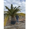 Phoenix canariensis, Datlová palma, 350 cm