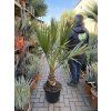 Washingtonia Filifera 150 cm