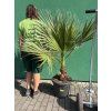 Washingtonia Filifera 160 cm