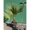 Washingtonia Filifera 170 cm