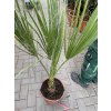 Washingtonia Filifera , palma , původ palmy Španělsko. 100 cm