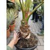 Washingtonia Filifera 150 cm