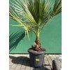 Washingtonia Filifera 160 cm