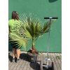 Washingtonia Filifera 170 cm
