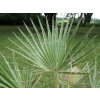 Washingtonia filifera leaves