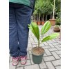LICUALA GRANDIS, 50 cm.