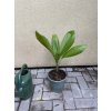 LICUALA GRANDIS, 50 cm.