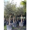 Olea europea - Olivovník 190 cm