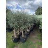 Olea europea - Olivovník 190 cm
