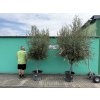 Olea europea - Olivovník 240 cm