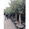 Olea europea - Olivovník 190 cm