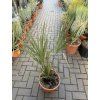 Sabal palmetto 90 cm