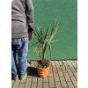 Sabal palmetto 90 cm