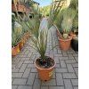 Sabal palmetto 90 cm