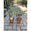 Olea europea , Olivovník 30 cm