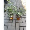 Olea europea , Olivovník 30 cm