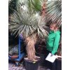 Yucca Thomsoniana, Výška rostliny 180 cm, rozvětvená.