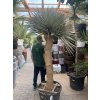 Yucca Thomsoniana, Výška rostliny 180 cm, rozvětvená.