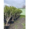 Punica granatum, granátové jablko 180 cm