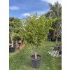 Punica granatum, granátové jablko 180 cm