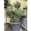 CHAMAEROPS HUMILIS,  ŽUMARA, 140 CM