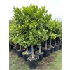 Pomerančovník Aurantium 200 cm