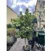 Pomerančovník Aurantium 200 cm