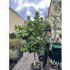 Pomerančovník Aurantium 320 cm