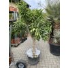 Pomerančovník Aurantium 200 cm