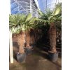 Trachycarpus fortunei, výška 250 cm, kmen 100 cm