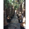 Trachycarpus fortunei, výška 250 cm, kmen 100 cm