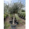 Olivovník 240 cm