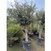Olivovník 240 cm