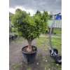 MANDARINKA 200 CM
