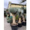 Yucca Rostrata, výška rostliny 180 cm, 4 hlavy