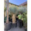 Yucca Rostrata, výška rostliny 180 cm, 4 hlavy