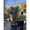 Yucca Rostrata, výška rostliny 180 cm, 4 hlavy