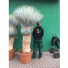 Yucca Rostrata, výška rostliny 180 cm, 4 hlavy