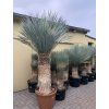Yucca Rostrata, výška rostliny 180 cm, 4 hlavy