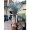 Yucca Rostrata, výška rostliny 180 cm, 4 hlavy