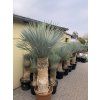 Yucca Rostrata, výška rostliny 180 cm, 4 hlavy