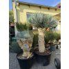Yucca Rostrata, výška rostliny 180 cm, 4 hlavy