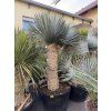 Yucca Rostrata, výška rostliny 180 cm, 4 hlavy