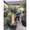 Yucca Rostrata, výška rostliny 160 cm rozvětvená
