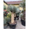 Yucca Rostrata, výška rostliny 180 cm, 4 hlavy