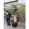 Yucca Rostrata, výška rostliny 180 cm, 4 hlavy
